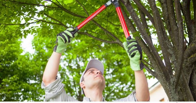 Blackhawk Tree Services - tree service in Cary, NC