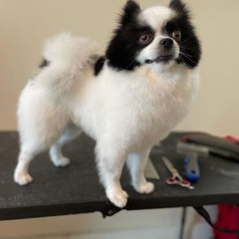Zen Animals - Pet Groomers Near Me - Brooklyn, New York