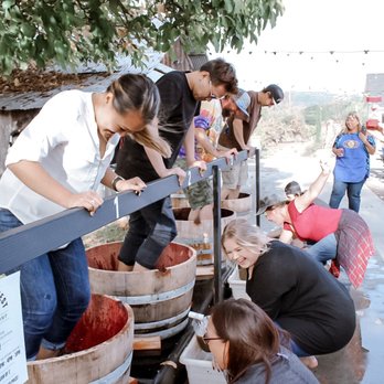 Testa Vineyards - Harvest Fest Grape Stomp! So much fun! - Wineries Near Me - Calpella, California Testa Vineyards - Harvest Fest Grape Stomp! So much fun! - Wineries Near Me - Calpella, California