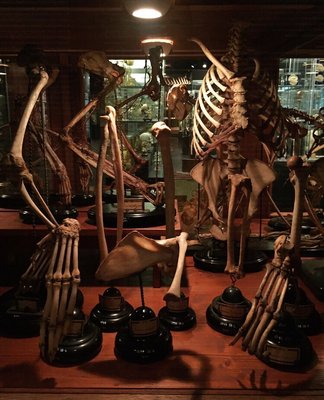 Museum Vrolik by null