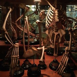 Museum Vrolik