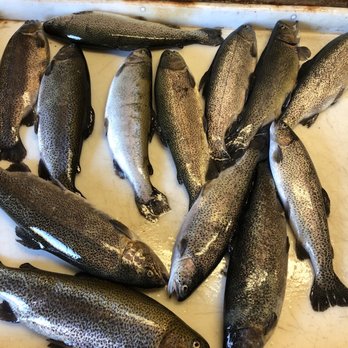 Dixon Lake - My friends and I morning catch. - Parks Near Me - Escondido, California Dixon Lake - My friends and I morning catch. - Parks Near Me - Escondido, California