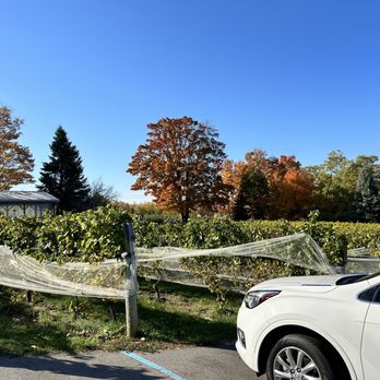 Bowers Harbor Vineyards - Fall in the vineyard. - Wineries Near Me - Traverse City, Michigan Bowers Harbor Vineyards - Fall in the vineyard. - Wineries Near Me - Traverse City, Michigan