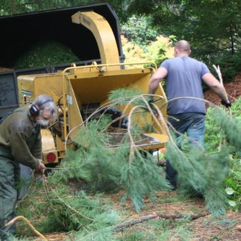 Mark Sigel Tree Service - Tree Services Near Me