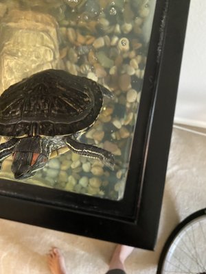 huntington exotic vet