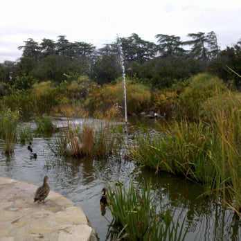 CSUN Pond - CSUN pond - come here daffy duck! - Parks Near Me - Los Angeles, California CSUN Pond - CSUN pond - come here daffy duck! - Parks Near Me - Los Angeles, California