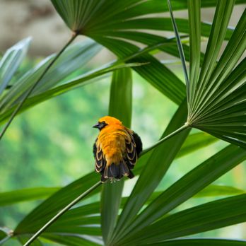 Bloedel Conservatory - Botanical Gardens Near Me - Vancouver, British Columbia