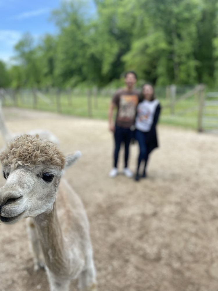 JERSEY SHORE ALPACAS TEMP. CLOSED Updated September 2024 215