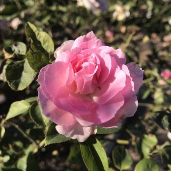 McGovern Centennial Gardens - Pink rose - Parks Near Me - Houston, Texas McGovern Centennial Gardens - Pink rose - Parks Near Me - Houston, Texas