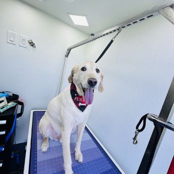 Pilar’s pet services - Grooming - Pet Boarding Near Me Pilar’s pet services - Grooming - Pet Boarding Near Me