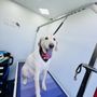 Photo of Pilar’s pet services