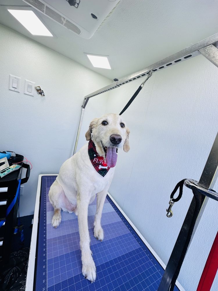 Pilar’s pet services Image