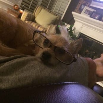 Camp Bow Wow Elk Grove - Elle the Aristocrat - Pet Sitting Near Me - Elk Grove, California