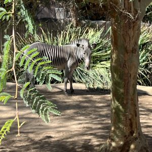 LOS ANGELES ZOO & BOTANICAL GARDENS - 6454 Photos & 1840 Reviews - 5333 ...
