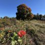 Heyser Farms