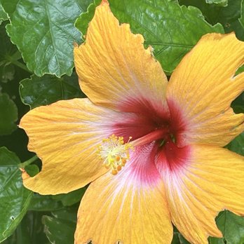 Denver Botanic Gardens - Hibiscus - Botanical Gardens Near Me - Denver, Colorado Denver Botanic Gardens - Hibiscus - Botanical Gardens Near Me - Denver, Colorado
