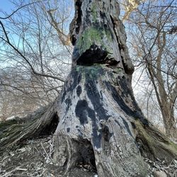 The Devil's Tree