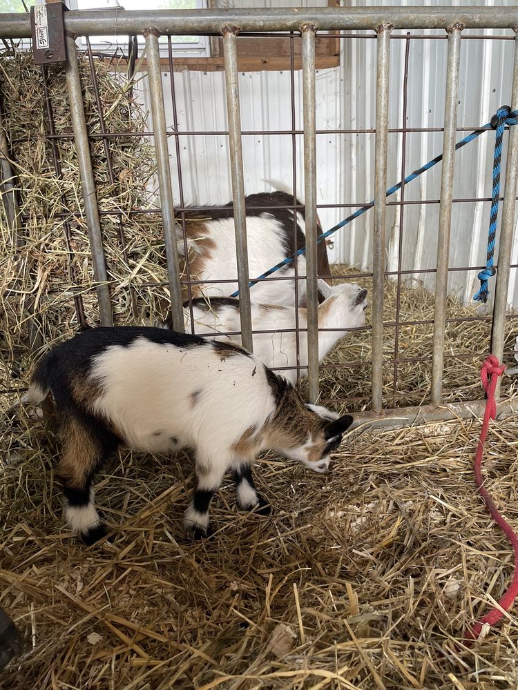 KELKENBERG FARM 67 Photos & 17 Reviews 93009390 Wolcott Rd