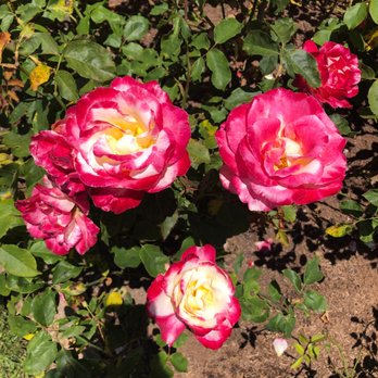 Mission Historical Park - Double Delight (AARS 1977) smells so sweet - Parks Near Me - Santa Barbara, California Mission Historical Park - Double Delight (AARS 1977) smells so sweet - Parks Near Me - Santa Barbara, California