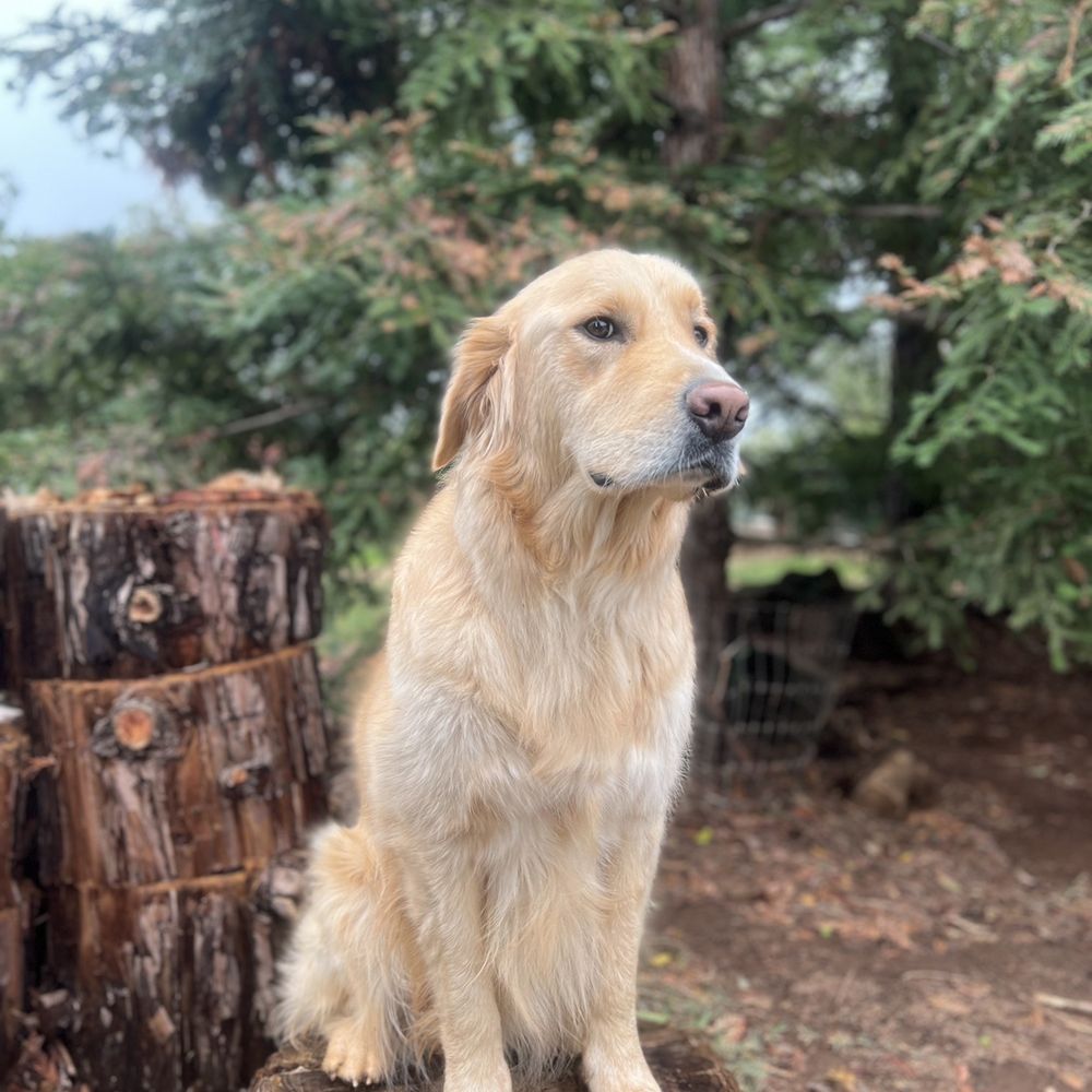 Gus the Golden Retreiver