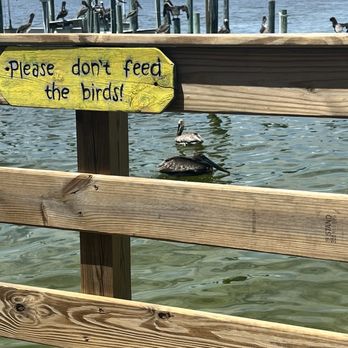 Dewey Destin's Harborside - Please don't feed the birds - Seafood Near Me - Destin, Florida Dewey Destin's Harborside - Please don't feed the birds - Seafood Near Me - Destin, Florida