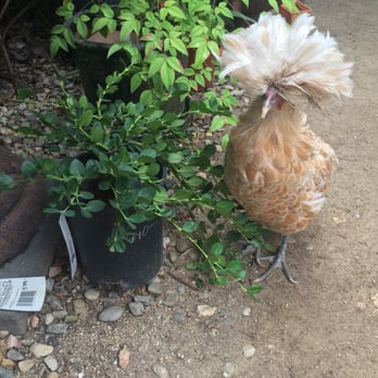 Plantplay Gardens - Just enjoy the fauna & flora ! - Nurseries & Gardening Near Me - Oceanside, California Plantplay Gardens - Just enjoy the fauna & flora ! - Nurseries & Gardening Near Me - Oceanside, California