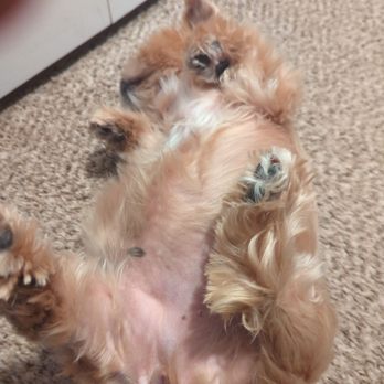 Aussie Pet Mobile Chino Hills - One of my dogs after the grooming.. - Pet Groomers Near Me
