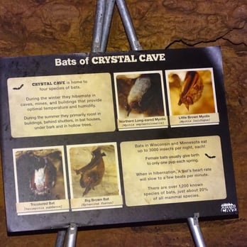 Crystal Cave - bat - Amusement Parks Near Me - Spring Valley, Wisconsin Crystal Cave - bat - Amusement Parks Near Me - Spring Valley, Wisconsin