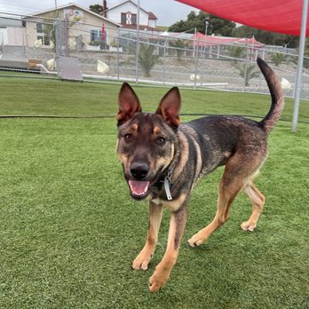 Club K9 - Our dog is 9 months old in this pic. - Pet Boarding Near Me - Sunol, California Club K9 - Our dog is 9 months old in this pic. - Pet Boarding Near Me - Sunol, California