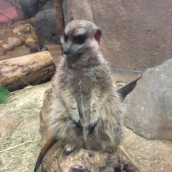 Staten Island Zoo - He acknowledged us - Zoos Near Me - Staten Island, New York