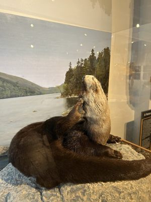 George B. Dorr Museum of Natural History by null