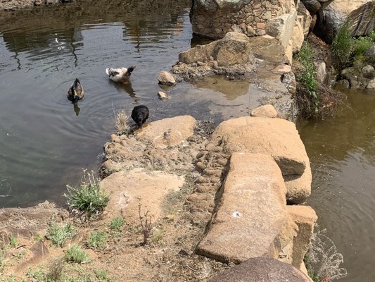 Amador Flower Farm by null