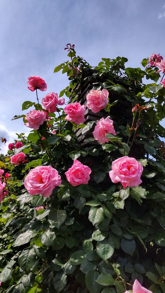 Ikuta Ryokuchi Park Rose Garden