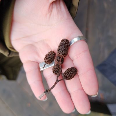 Bainbridge Island Japanese American Exclusion Memorial by null