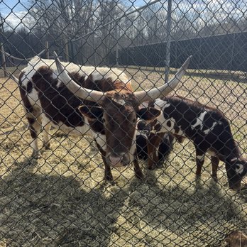 Plumpton Park Zoo - Watusi's - Zoos Near Me - Rising Sun, Maryland Plumpton Park Zoo - Watusi's - Zoos Near Me - Rising Sun, Maryland