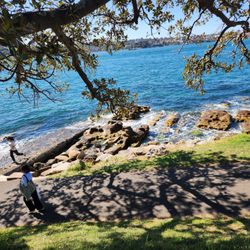 Collette - Mrs Macquarie's Point, Sydney Australia