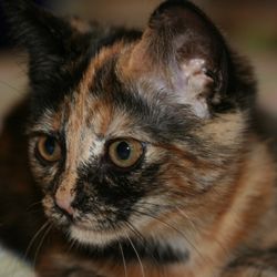 What About the Pets - Tortellini loves her cat sitter. "Gimme more treats!"