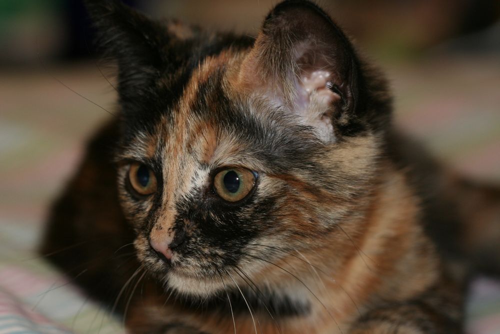 What About the Pets - pet boarding facility in Montclair, NJ