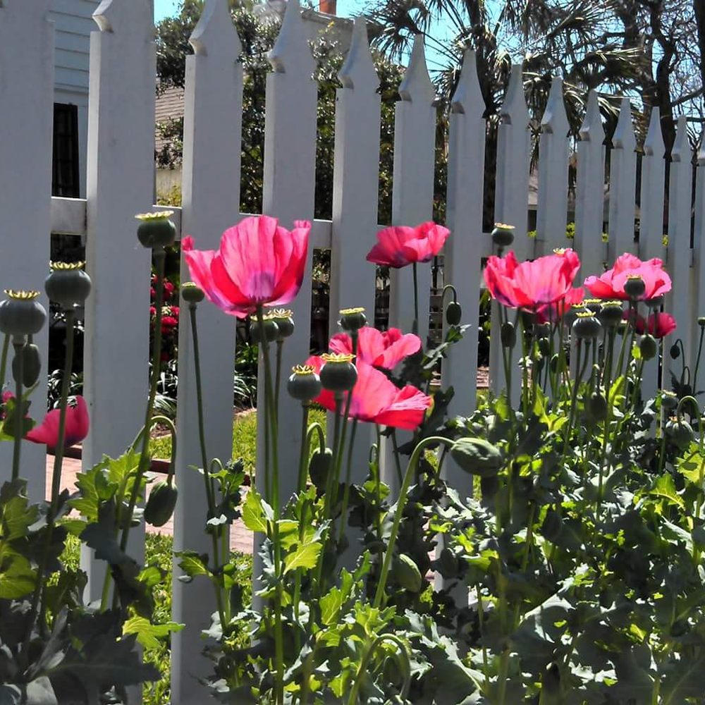 Grand Rapids Garden Works Fasci Garden