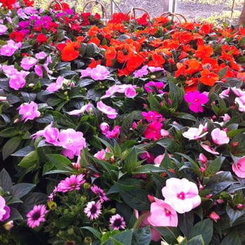 Intratuin Winschoten - Nurseries & Gardening Near Me - Winschoten, GR