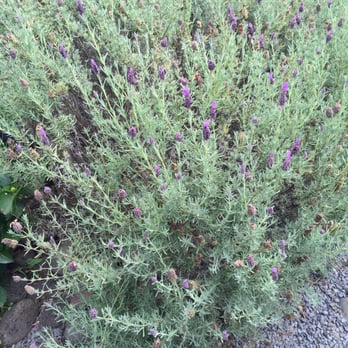 Ali'i Kula Lavender - Tours Near Me - Kula, Hawaii