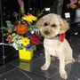 Photo of Richardson's Flowers, Gifts & Flower Delivery