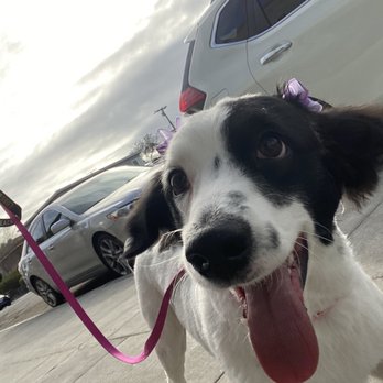 Fur Babes Spa - Pet Groomers Near Me - Long Beach, California Fur Babes Spa - Pet Groomers Near Me - Long Beach, California