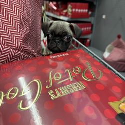 Walmart - Hero the dog post Christmas Day bargain shopping @Walmart