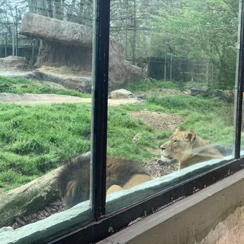Birmingham Zoo - Lions - Zoos Near Me - Birmingham, Alabama Birmingham Zoo - Lions - Zoos Near Me - Birmingham, Alabama