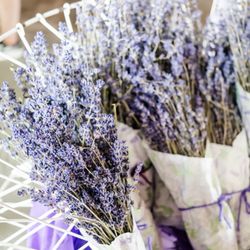 Tenderloin Farms Lavender