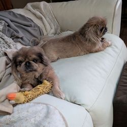 Pet Designs - Charlie and Chucky in living room on sectional.