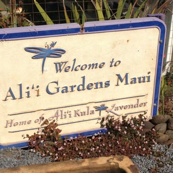 Ali'i Kula Lavender - Tours Near Me - Kula, Hawaii