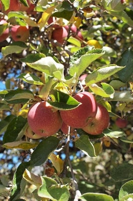 Willowbrook Apple Farm by null