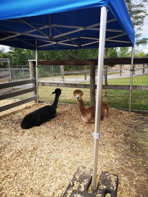 Chinguacousy Park by null